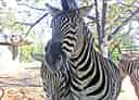 動物図鑑・チャップマンシマウマの写真 10